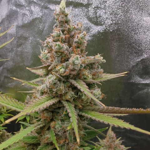 Tangerine Dream growlog timeline photo