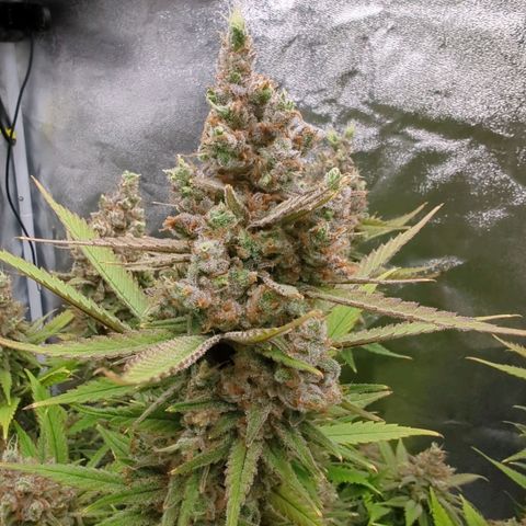 Tangerine Dream growlog timeline photo