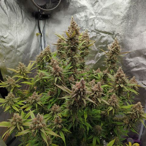 Tangerine Dream growlog timeline photo
