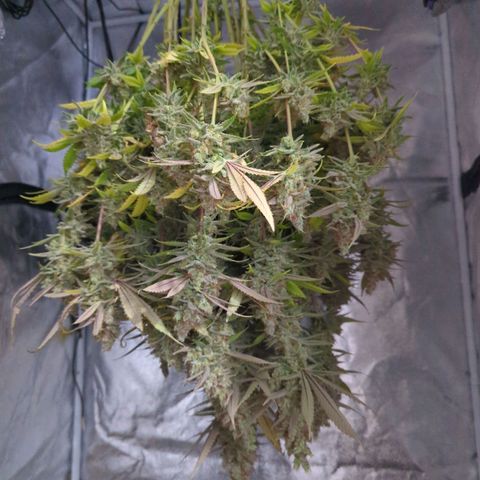 Tangerine Dream growlog timeline photo