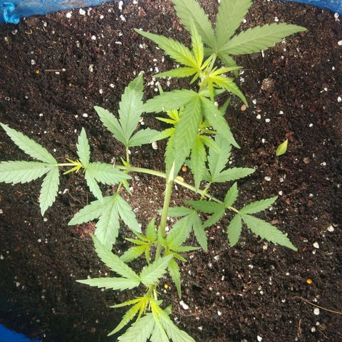 Tropicana Cookies Auto growlog photo: female sign  9 days