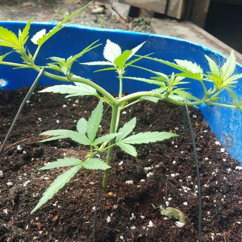 Tropicana Cookies Auto growlog photo: female sign  9 days