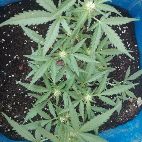 Tropicana Cookies Auto growlog photo: out door
flowering 9 days