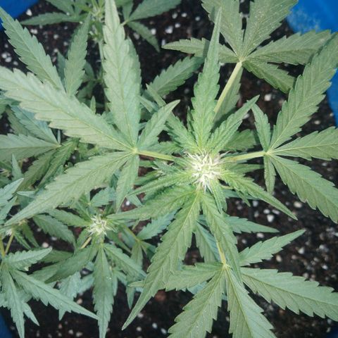 Tropicana Cookies Auto growlog photo: out door
flowering 9 days