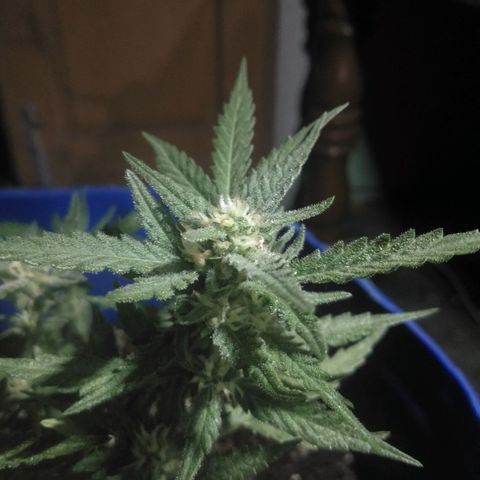 Tropicana Cookies Auto growlog photo: Flowering 21 days