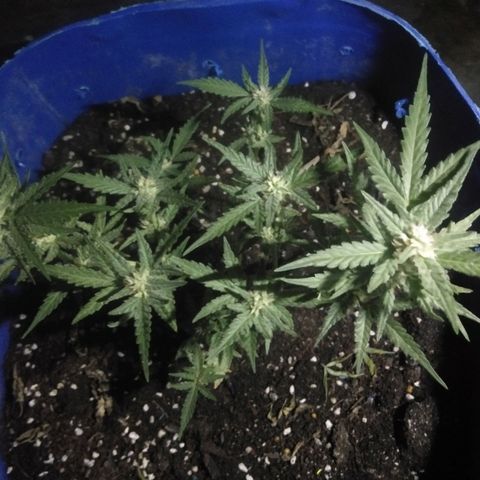 Tropicana Cookies Auto growlog photo: Flowering 21 days