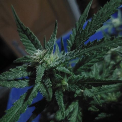 Tropicana Cookies Auto growlog photo: Flowering 21 days