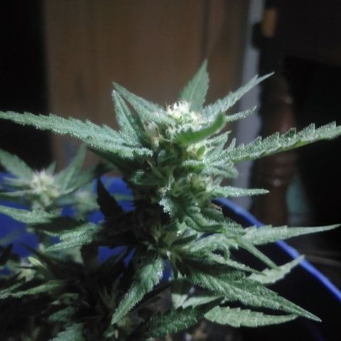 Tropicana Cookies Auto growlog photo: Flowering 21 days