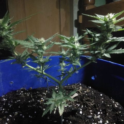 Tropicana Cookies Auto growlog photo: Flowering 21 days