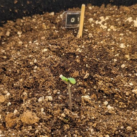 Orange Punch  growlog timeline photo