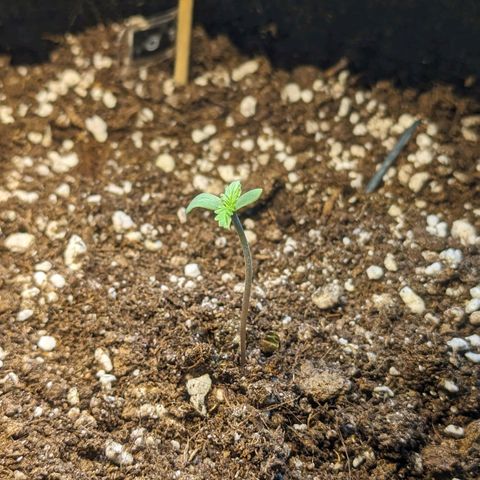 Orange Punch  growlog timeline photo