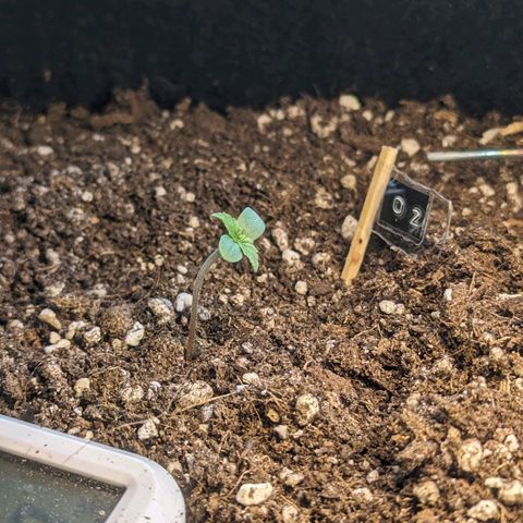 Orange Punch  growlog timeline photo
