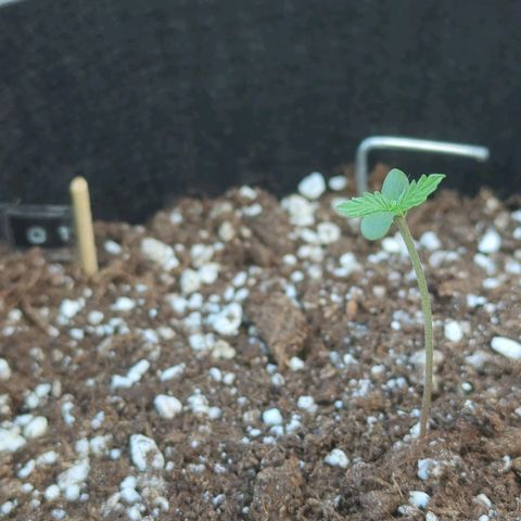 Orange Punch  growlog timeline photo