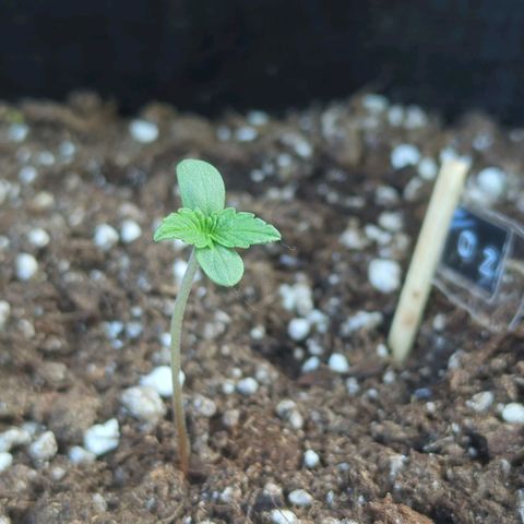 Orange Punch  growlog timeline photo
