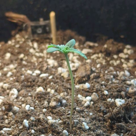 Orange Punch  growlog timeline photo