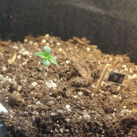 Orange Punch  growlog timeline photo