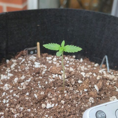 Orange Punch  growlog timeline photo