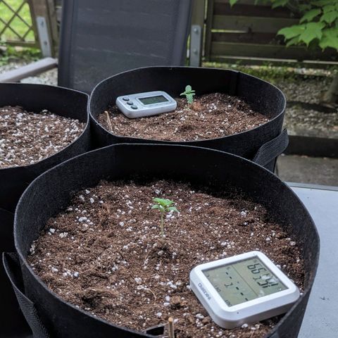 Orange Punch  growlog timeline photo