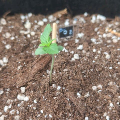 Orange Punch  growlog timeline photo
