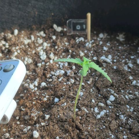 Orange Punch  growlog timeline photo