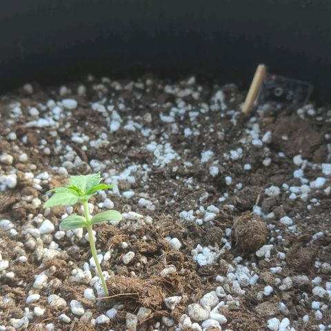 Orange Punch  growlog timeline photo