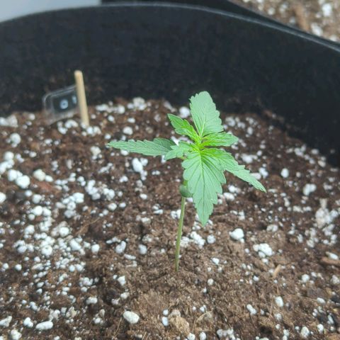 Orange Punch  growlog timeline photo