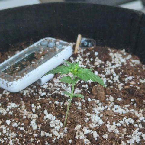 Orange Punch  growlog timeline photo