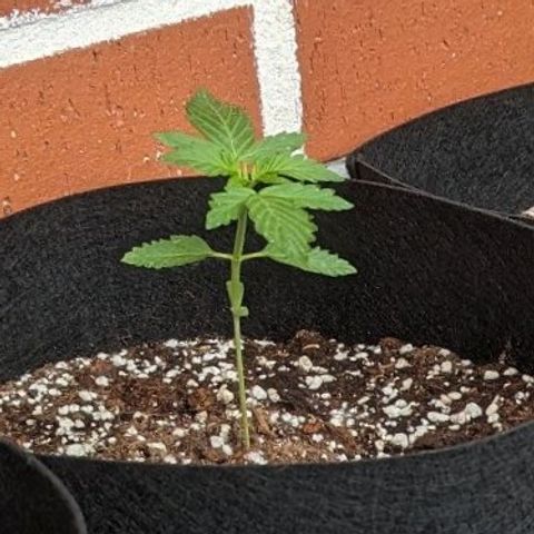 Orange Punch  growlog timeline photo