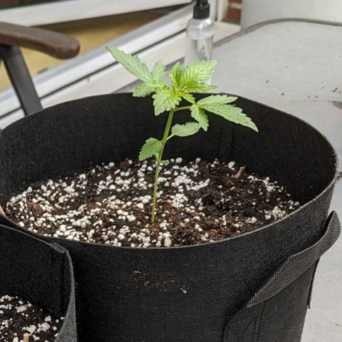 Orange Punch  growlog timeline photo