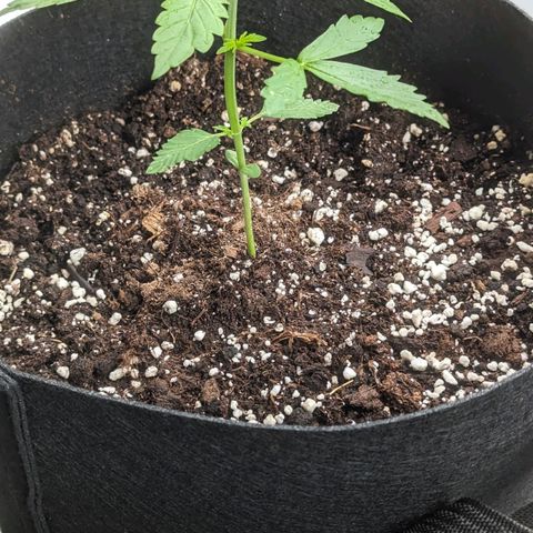 Orange Punch  growlog timeline photo
