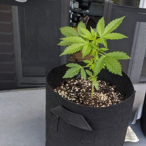 Orange Punch  growlog timeline photo
