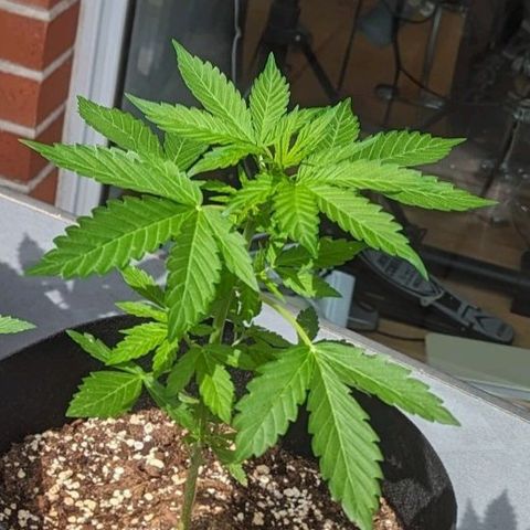 Orange Punch  growlog timeline photo