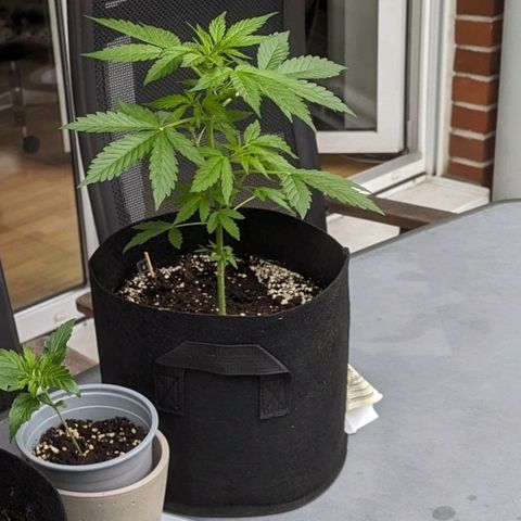 Orange Punch  growlog timeline photo
