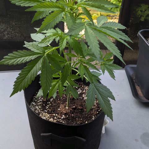 Orange Punch  growlog timeline photo