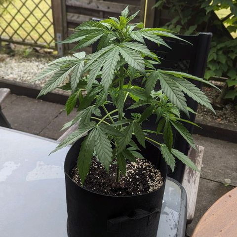 Orange Punch  growlog timeline photo