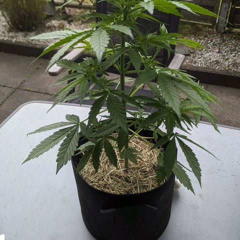 Orange Punch  growlog timeline photo