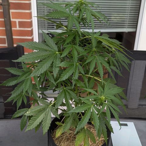 Orange Punch  growlog timeline photo