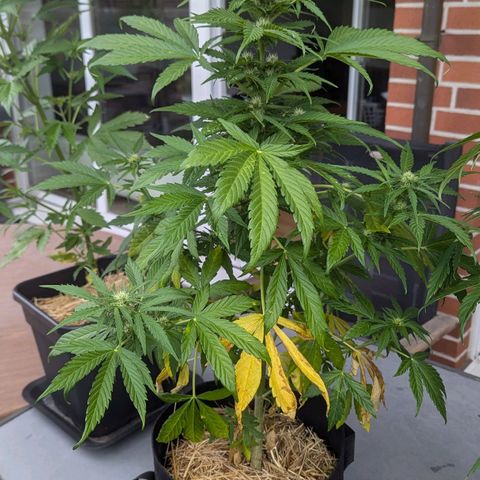 Orange Punch  growlog timeline photo