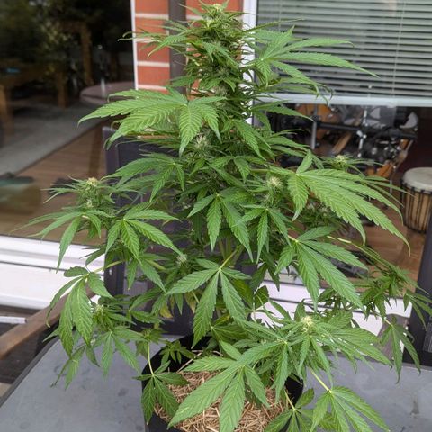 Orange Punch  growlog timeline photo