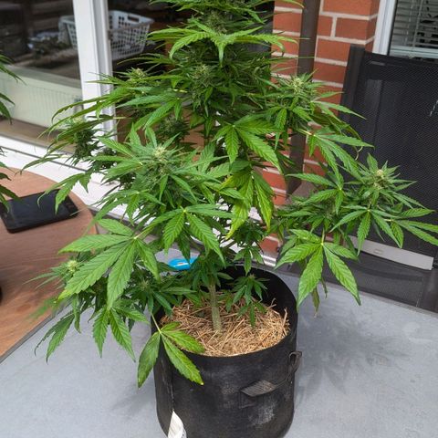 Orange Punch  growlog timeline photo