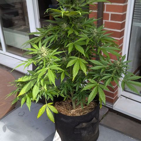 Orange Punch  growlog timeline photo
