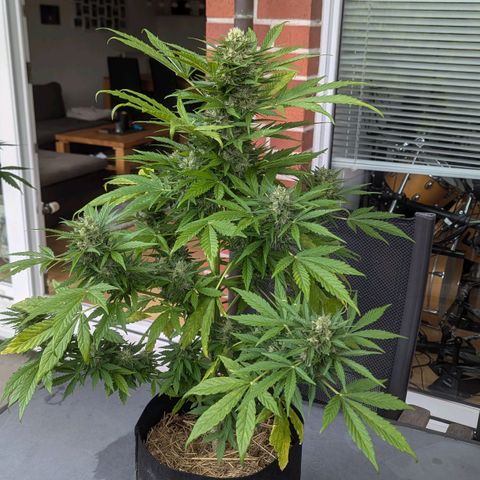 Orange Punch  growlog timeline photo