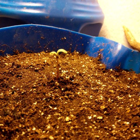 Daisy Mae growlog photo: LEAVES!!
