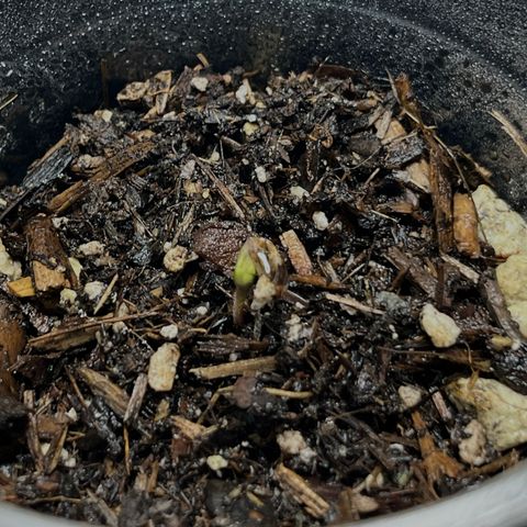 Mango Runtz growlog photo: Initial sprout. 24 hours after planting. 
