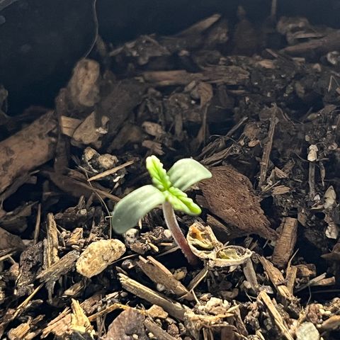 Mango Runtz growlog timeline photo