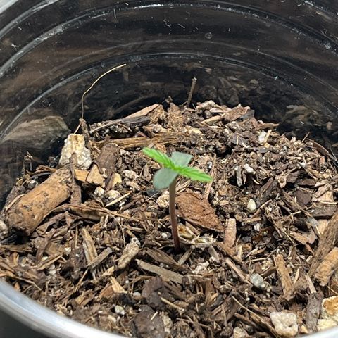 Mango Runtz growlog timeline photo