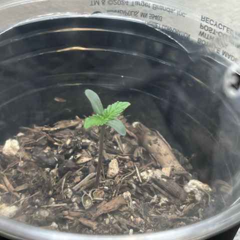 Mango Runtz growlog timeline photo