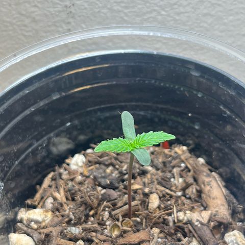 Mango Runtz growlog timeline photo