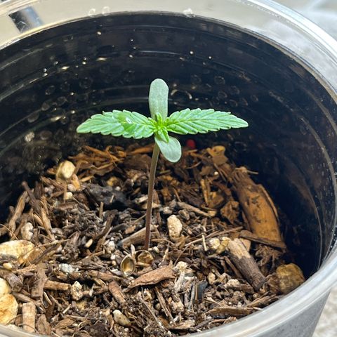 Mango Runtz growlog timeline photo