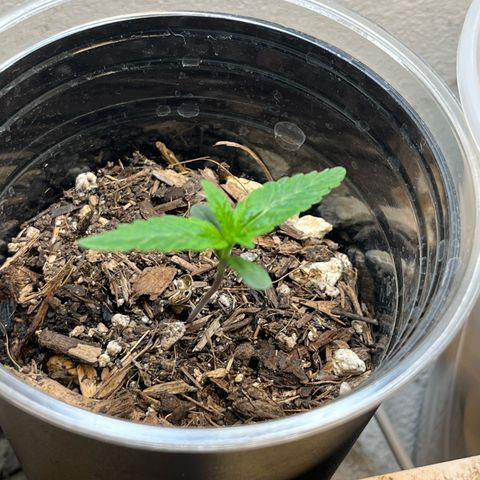 Mango Runtz growlog photo: Still slow but steady. Weather is almost ok to put her outside. 